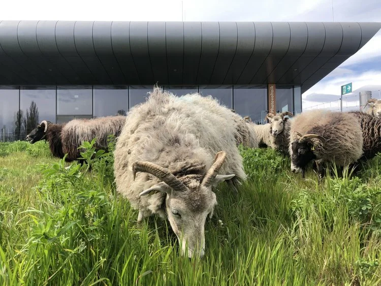 The Max-Schmeling-Halle’s green, grass covered roof is engineered to insulate and save energy during all seasons. In the summer, to save on power, sheep are let loose to mow the lawn. Along with solar power generation, the green roof saves 220 tonnes