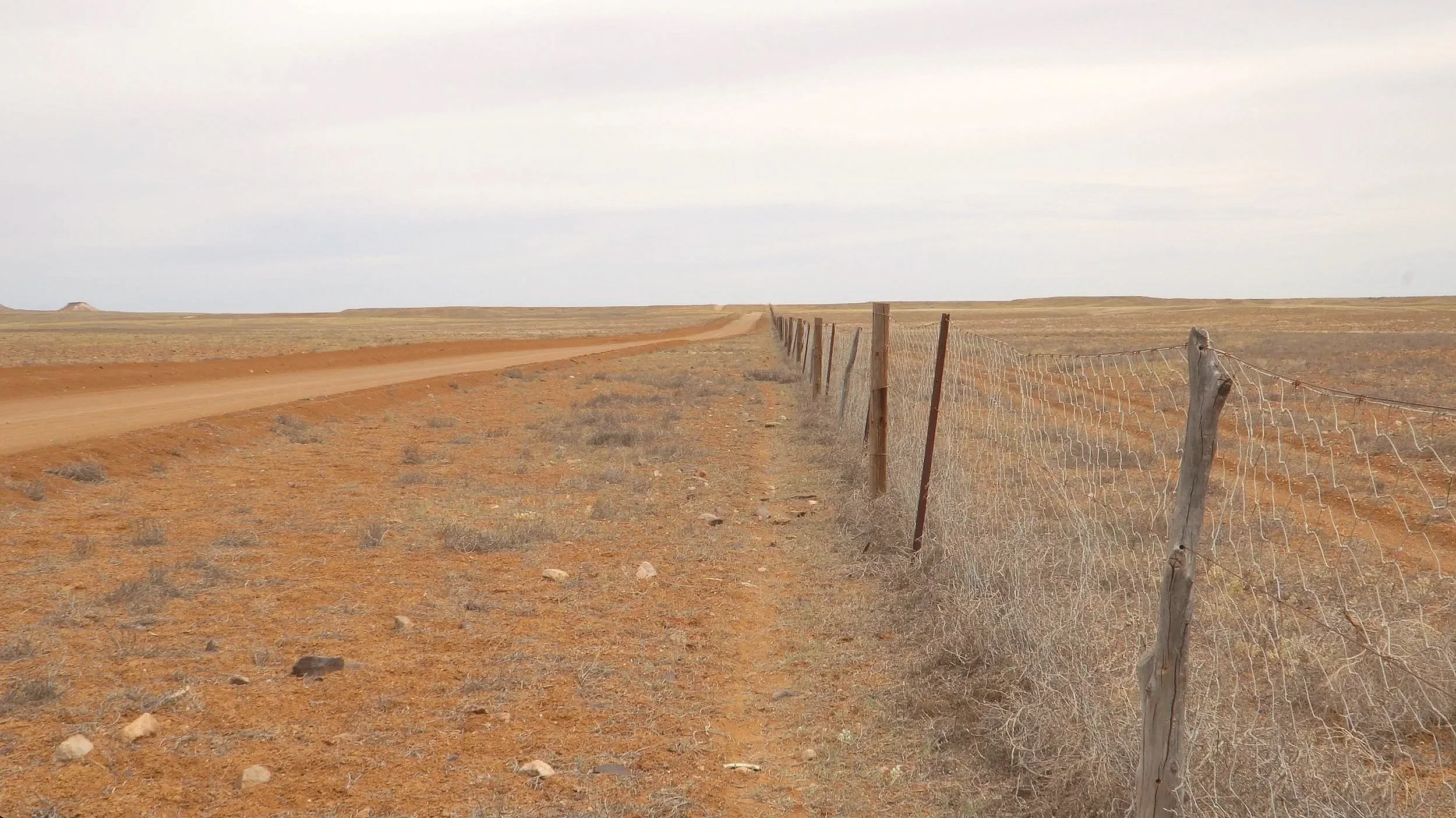 Foto della Dog Fence australiana, la staccionata più lunga al mondo per proteggere il bestiame dai dingo