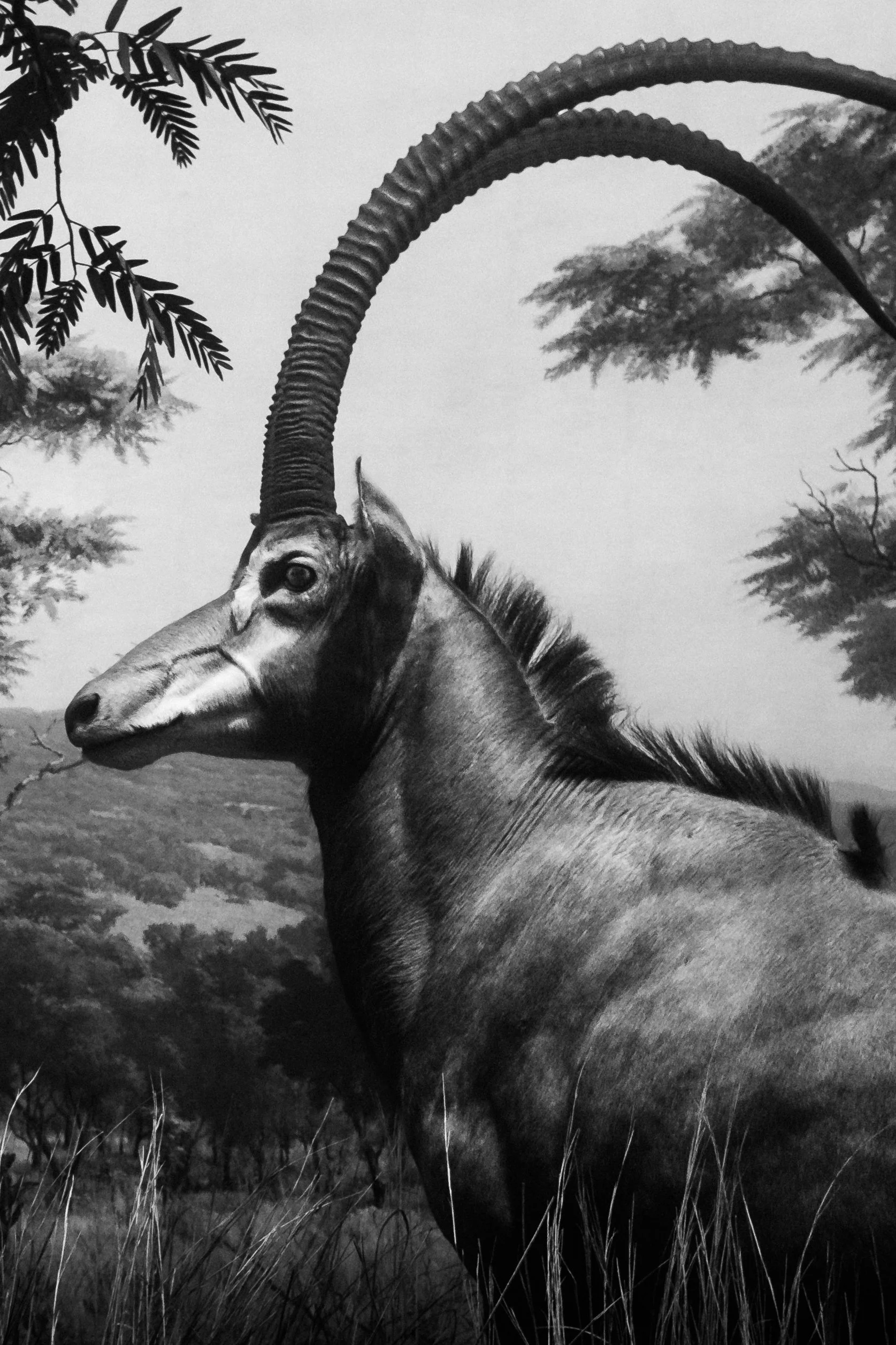 A black and white image of a gazelle with long, curved horns standing in a grassy landscape with trees in the background.