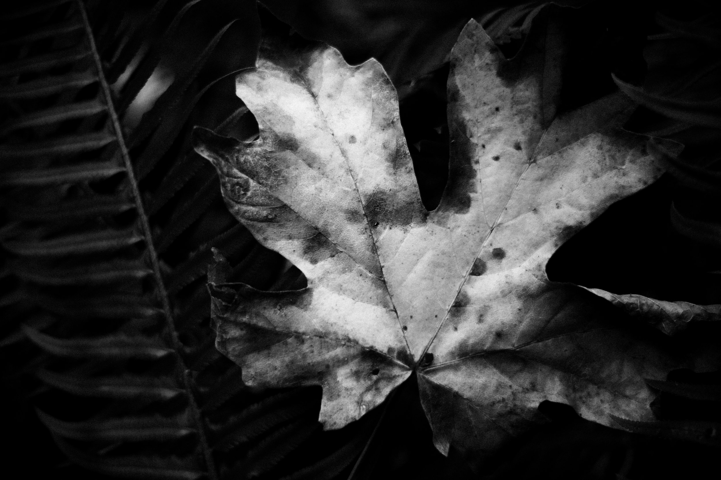 Black and white photo of multiple leaves overlapping each other, with one central leaf that is notably damaged or decayed.