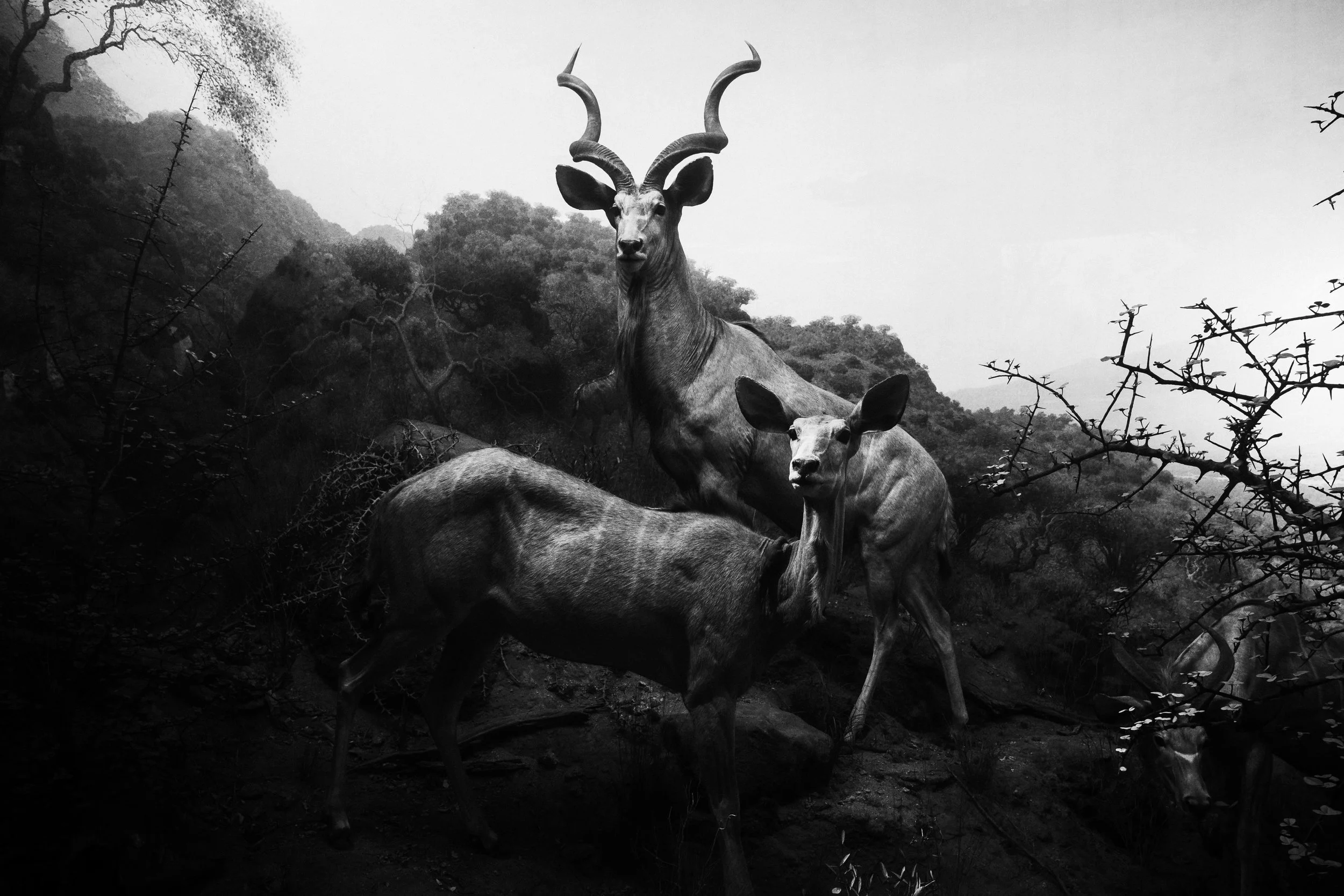 A black-and-white photograph of a group of antelopes, with one prominent antelope with large, curved horns in the center, surrounded by trees and sparse bushes.