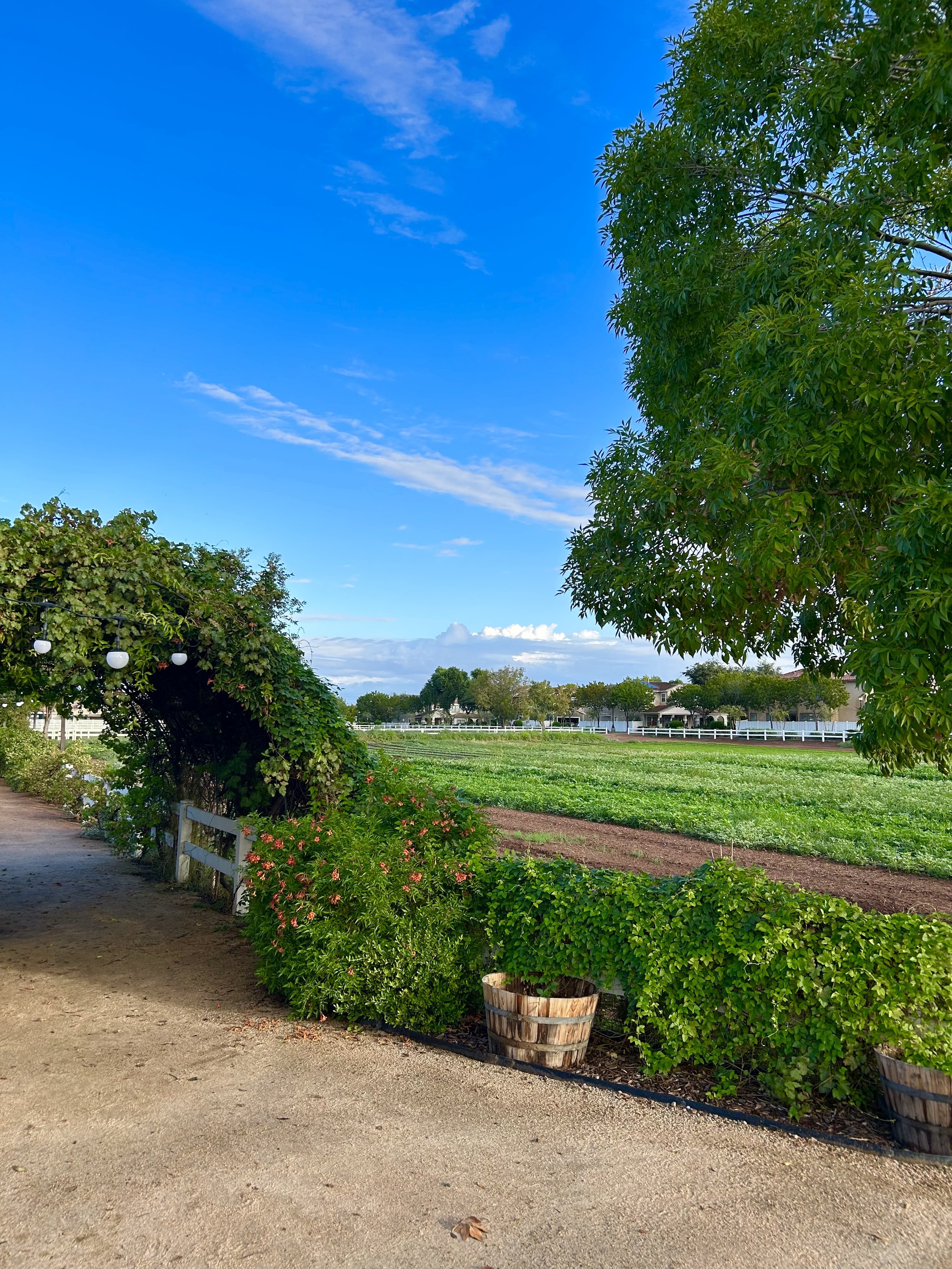 Farm fields and garden path at Agritopia in Gilbert, Arizona