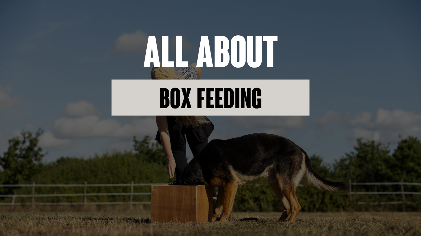 Box Feeding: A Versatile Training Method For Dogs