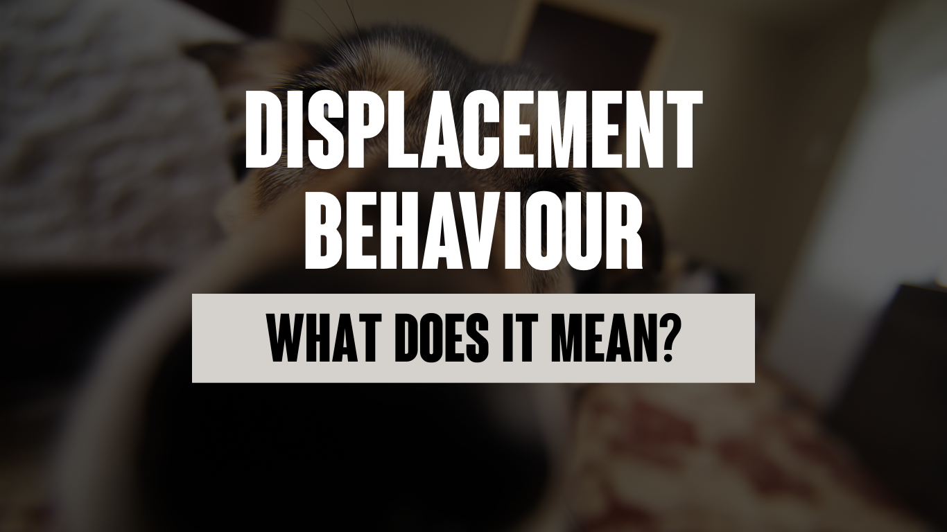 Displacement Behaviour in Dogs: What It Really Means and Why It Matters