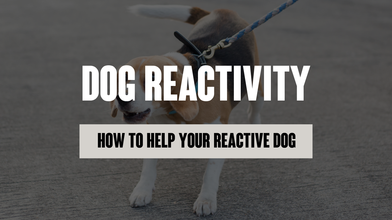 Dog Reactivity - How to Help Your Reactive Dog