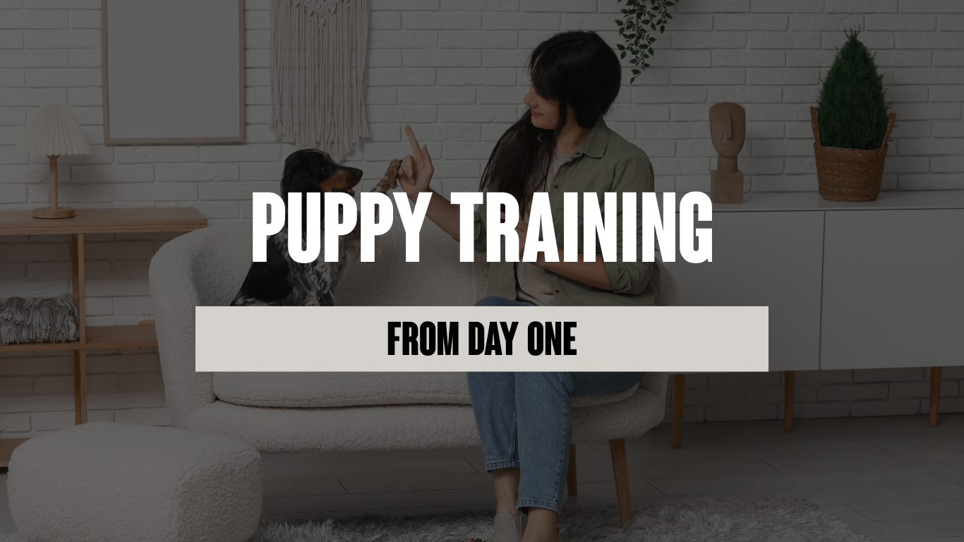 From Day One: Why Early Puppy Training Sets the Tone for a Lifetime