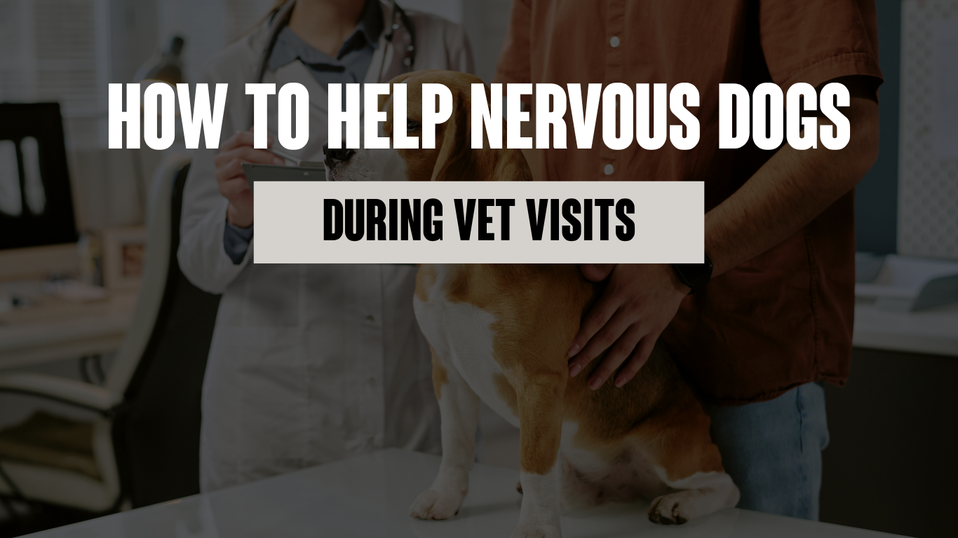 Helping Nervous Dogs Handle Vet Visits