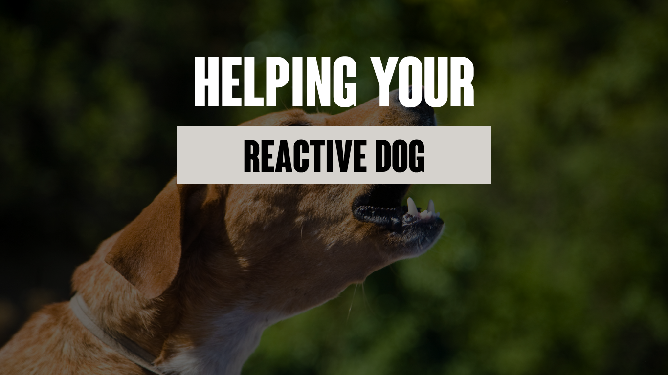 Helping Your Reactive Dog - It’s More Than Just Training