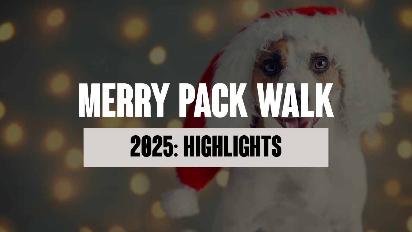 Highlights from Our 2025 Merry Pack Walk for Charity