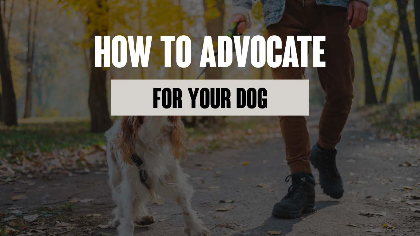 How to Advocate for Your Dog in Public -  Without Feeling Awkward
