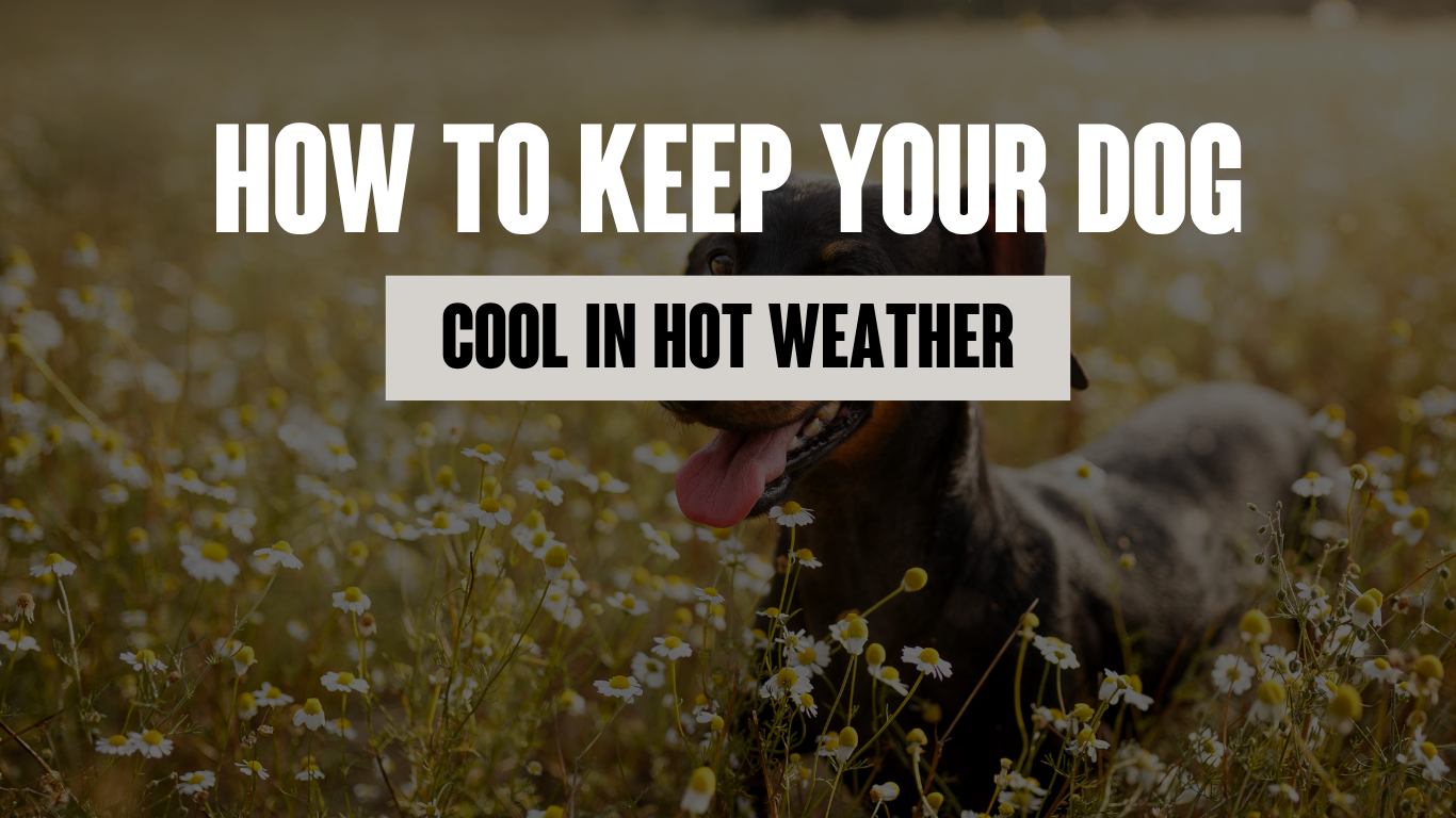 How to Keep My Dog Cool in Hot Weather - Summer Survival Tips for UK Dog Owners 