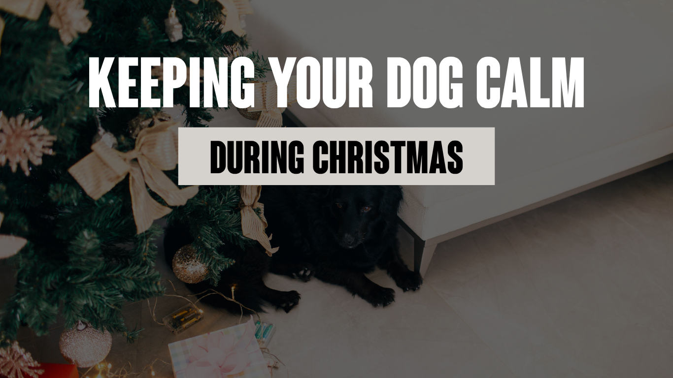 Keeping Your Dog Calm During the Festive Season