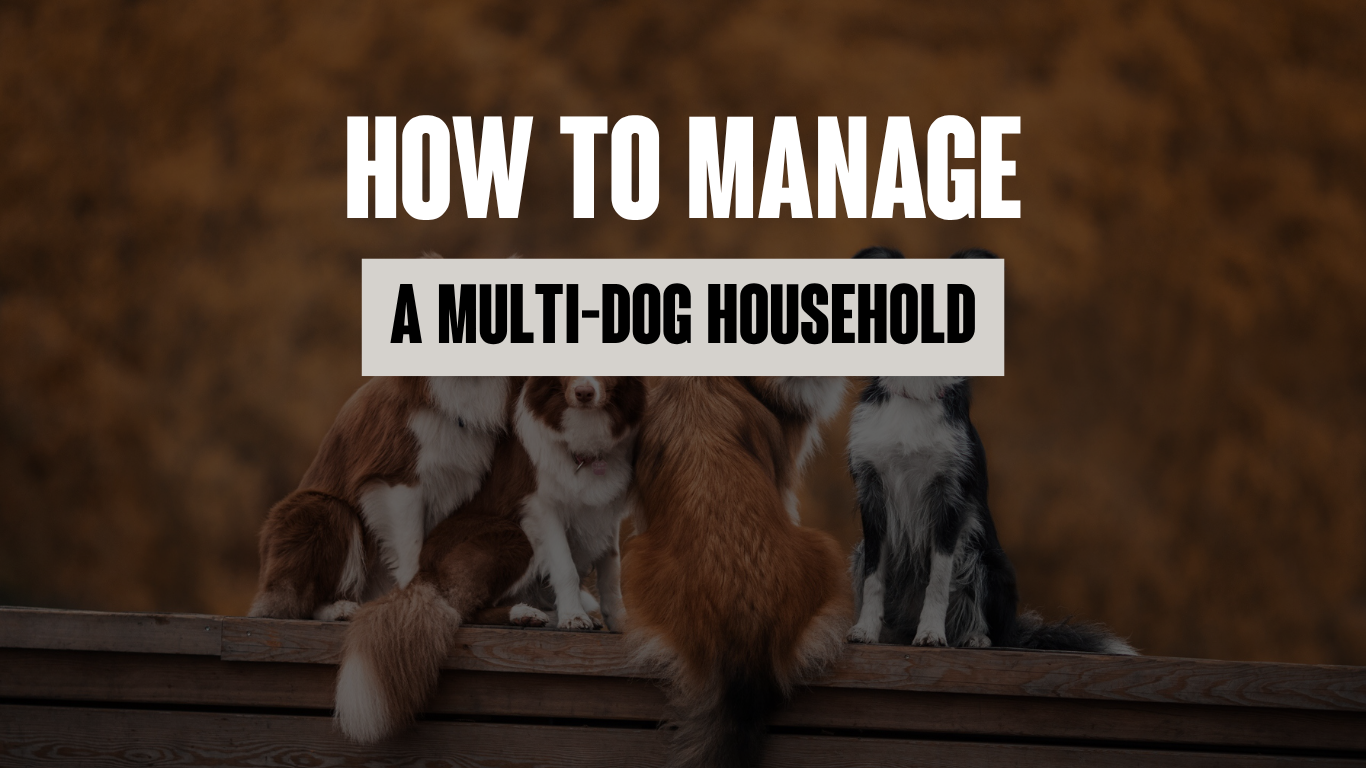 Managing a Multi-Dog Household: Training, Boundaries &amp; Real-Life Solutions