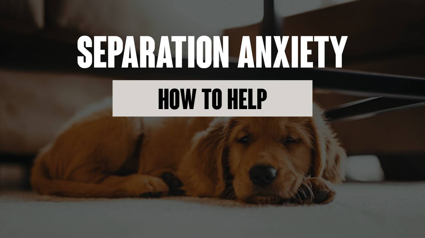 Separation Anxiety in Dogs: How Dog Training Can Help