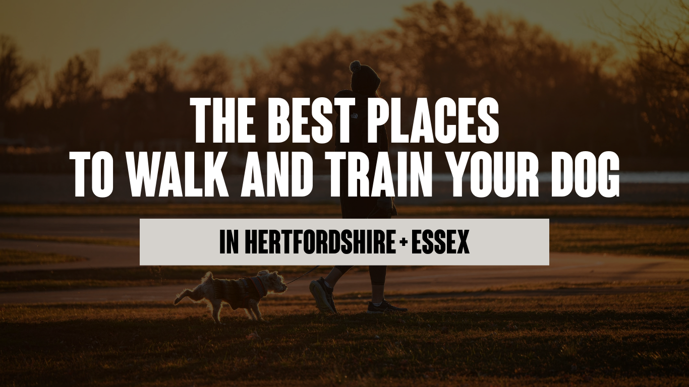 The Best Places to Walk and Train Your Dog in Hertfordshire and Essex: A Dog Trainer's Perspective