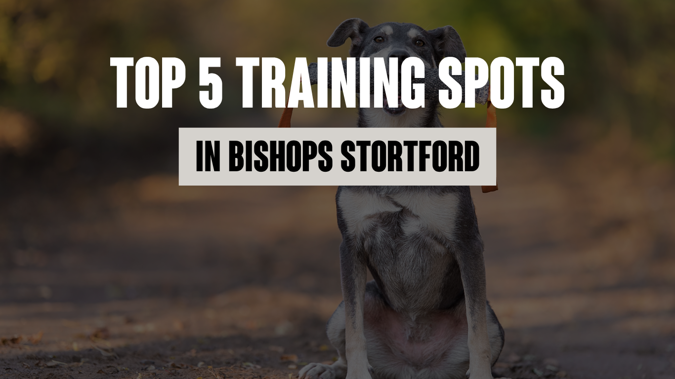 Top 5 Dog-Friendly Spots for Real-World Training in Bishop’s Stortford