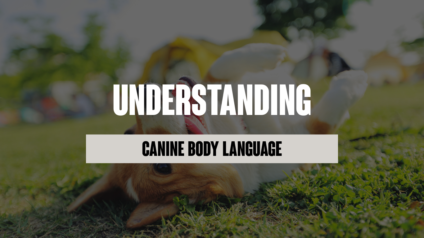 Understanding Canine Body Language
