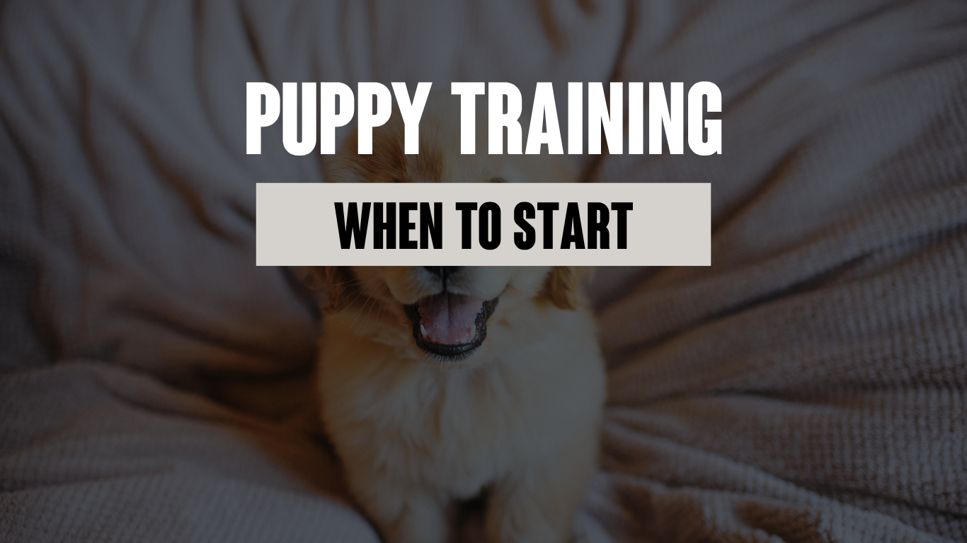 When to Start Puppy Training - Setting Your Dog Up for Success