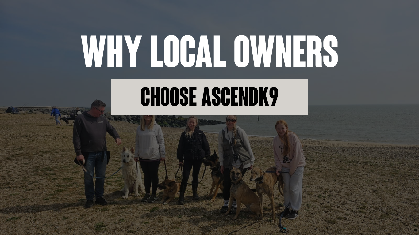 Why Local Dog Owners Choose ASCENDK9 for Training in Essex
