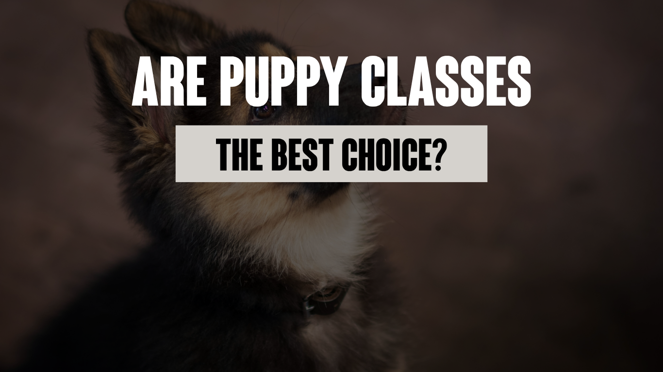 Why Puppy Classes May Not Be the Best Choice (And What Works Better)