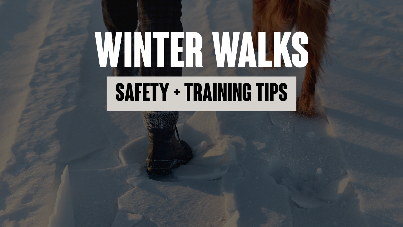 Winter Walks in Essex: Safety &amp; Training Tips for You and Your Dog