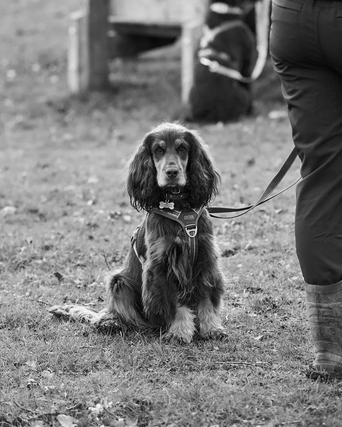 Black and white photo of a sitting dog with long ears and a harness, looking at the camera, outdoors on grass, with a person standing nearby.