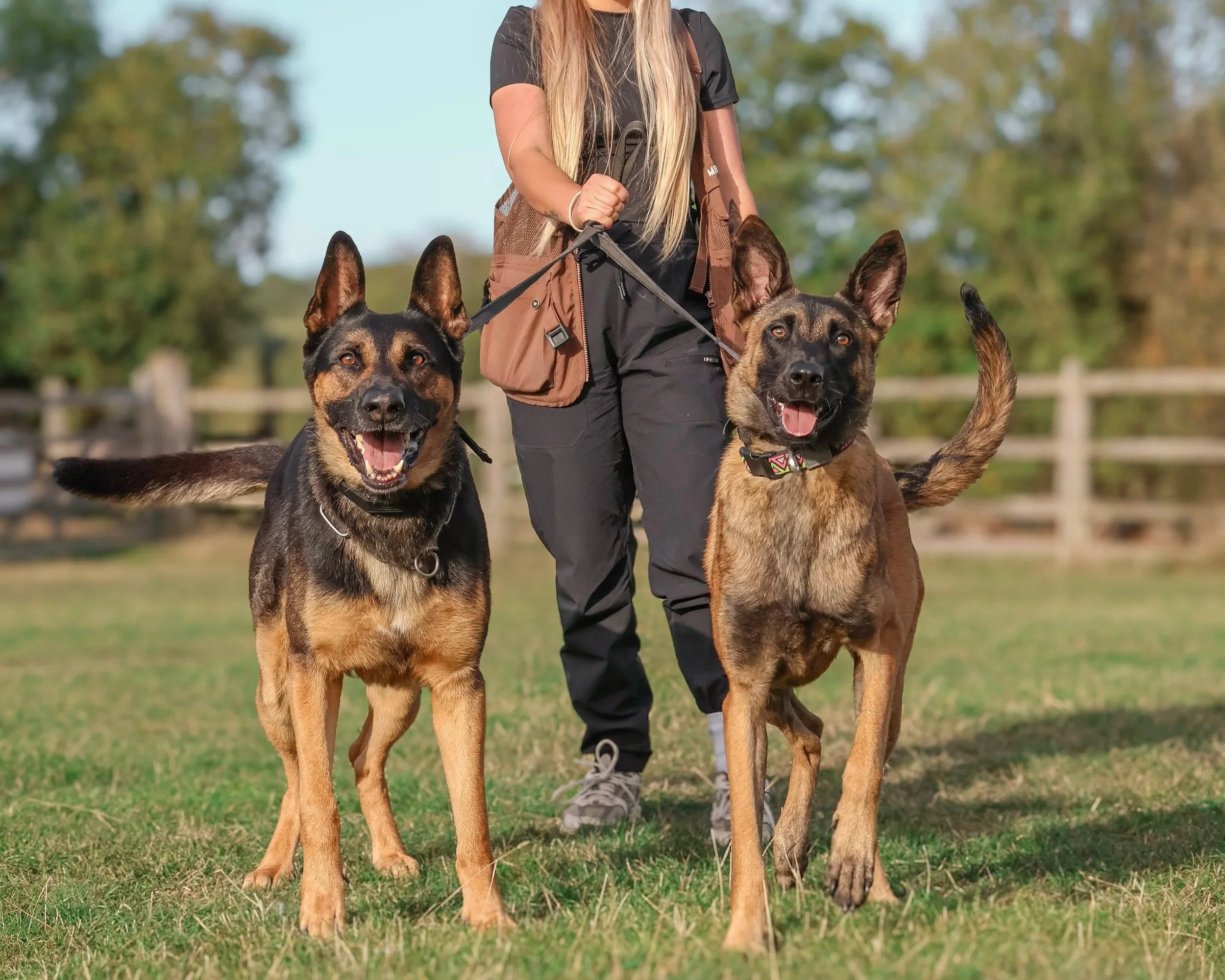 A person walking two German Shepherd dogs in a grassy outdoor area with trees and a fence in the background.