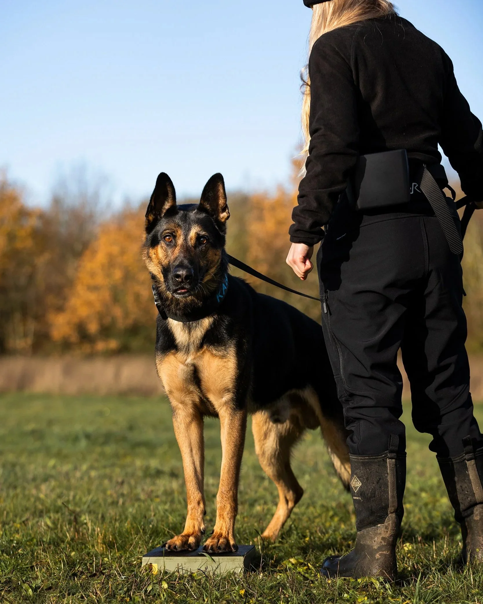 A German Shepherd dog standing on a measuring platform outdoors with a person in black outdoor clothing and boots beside it. The background shows trees with fall foliage and a clear sky.