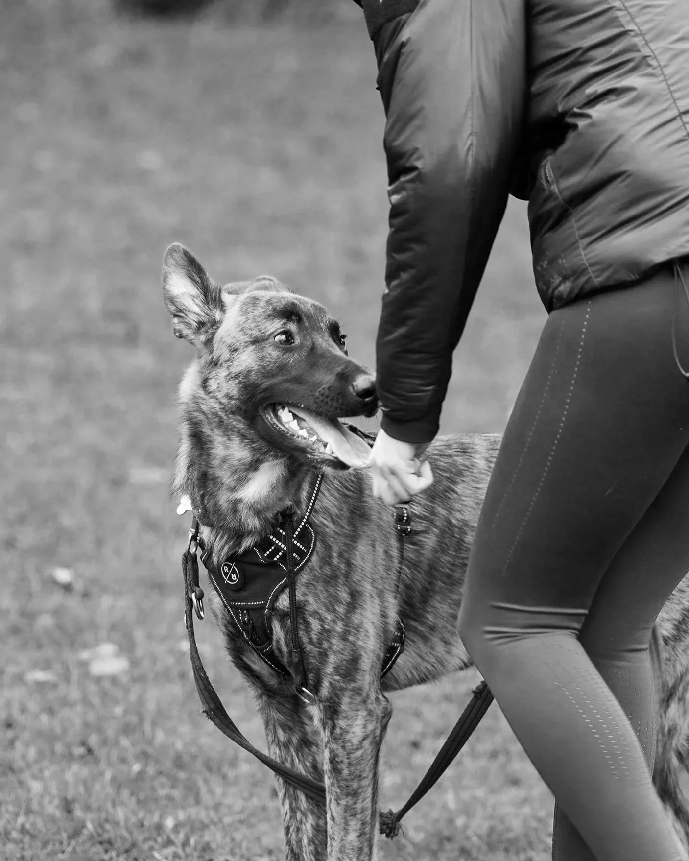 A person wearing a jacket and leggings holding a dog's leash, with the dog looking up at the person with a happy expression during an outdoor activity.