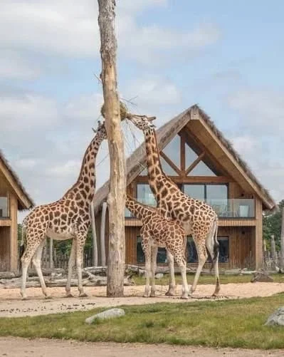The Safari Atelier