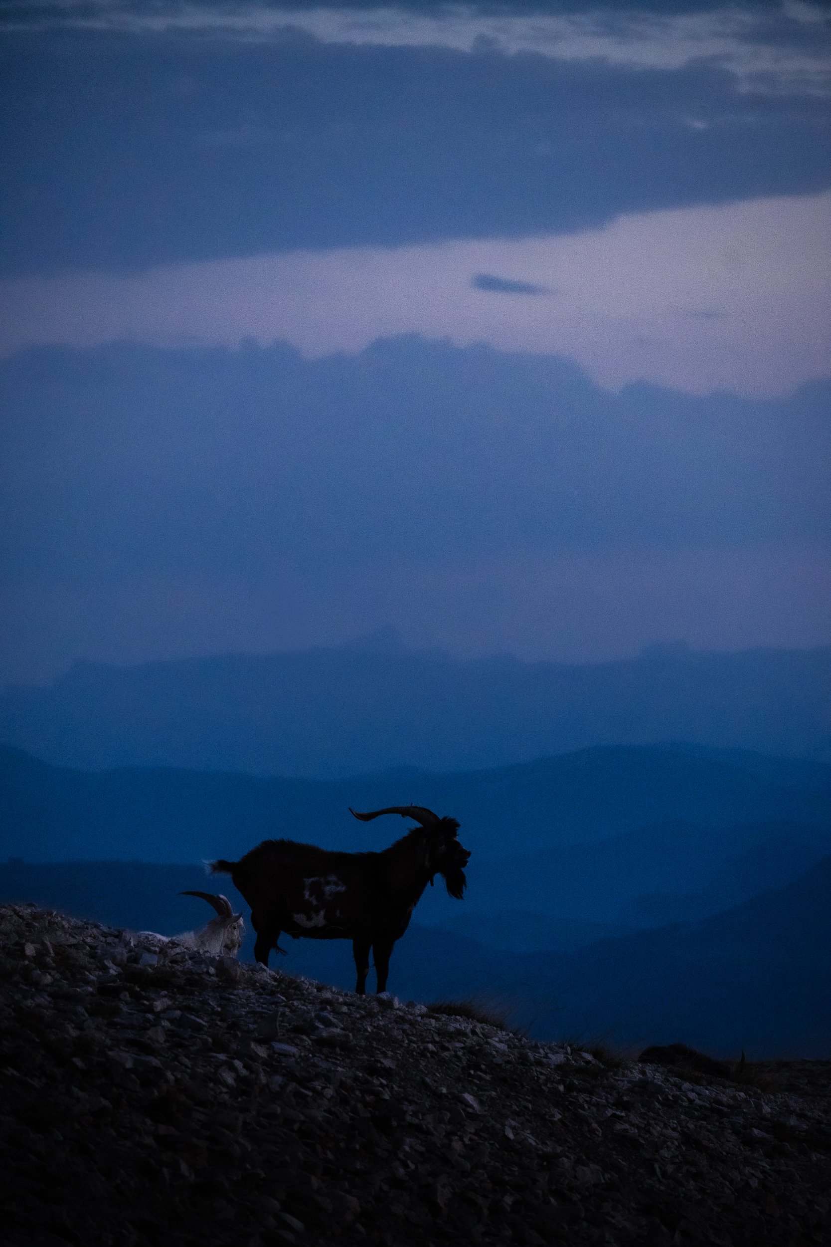 Silhouetted mountain goats standing on a rocky ridge beneath a dramatic blue twilight sky