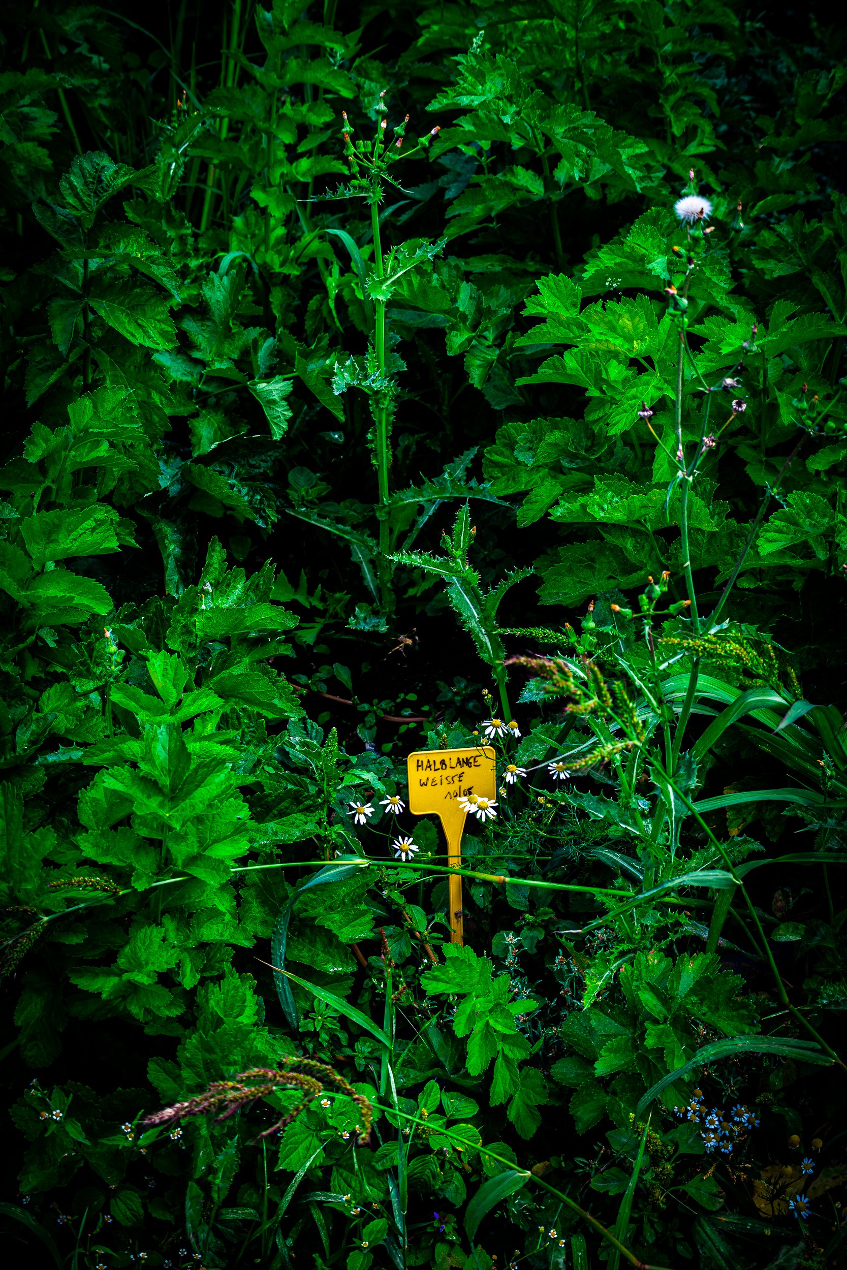 Dense green garden foliage with a tall spiny flowering plant, white wildflowers, and a yellow identification sign labeled “Halblange Weiße.”