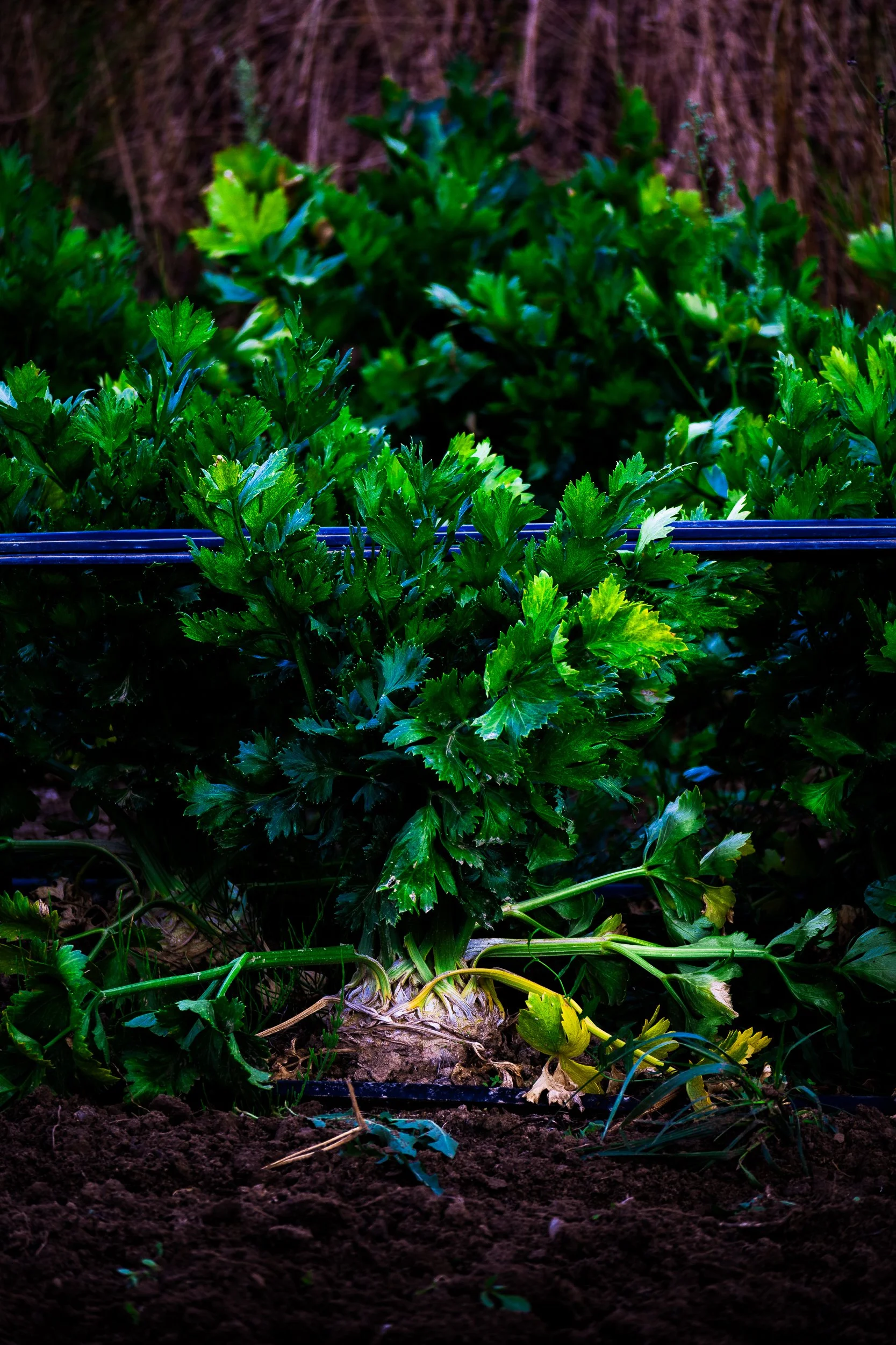 Lush green parsley plants growing in a garden bed with dark soil and blue support wires