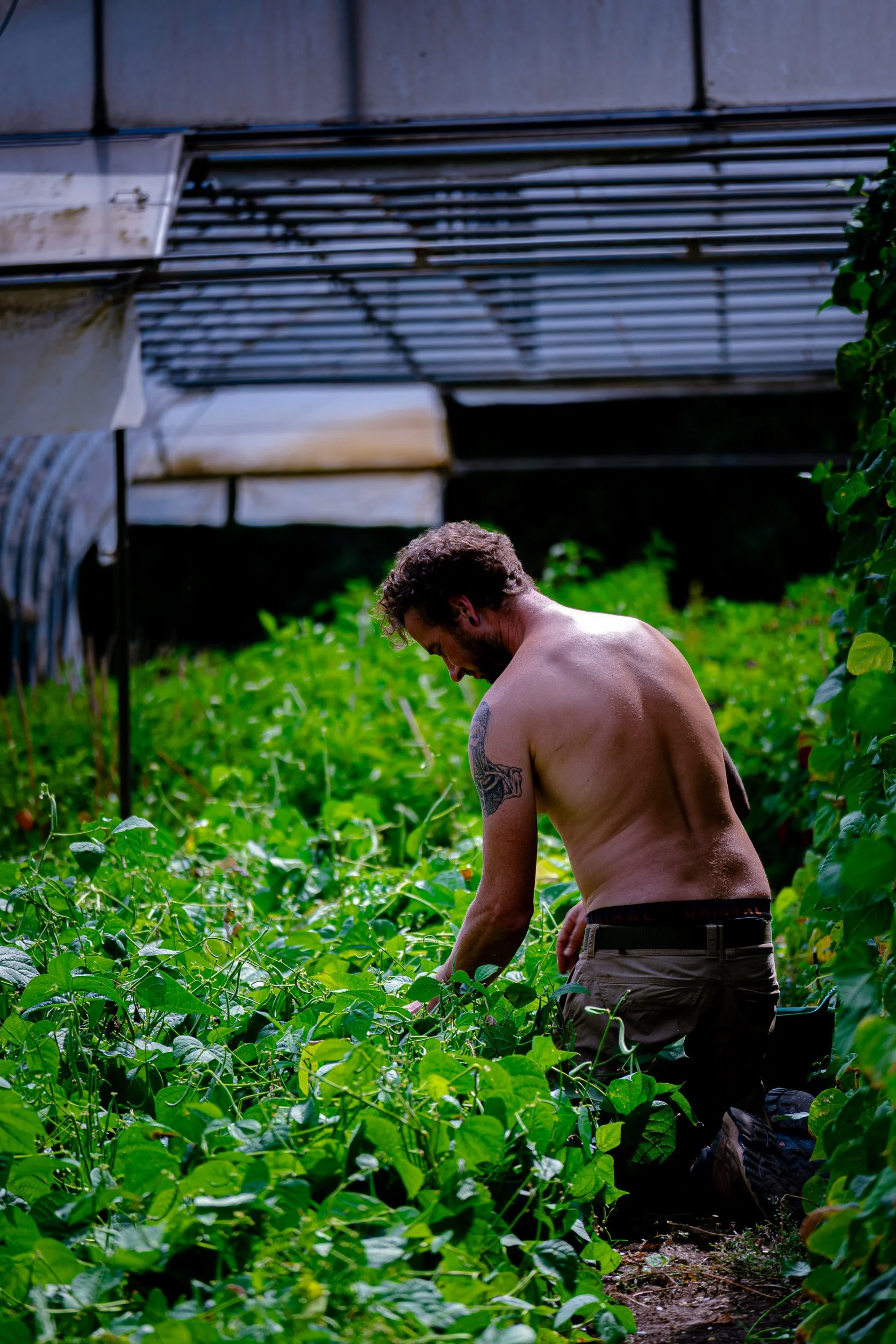 Shirtless tattooed man tending dense green vegetation beside a weathered corrugated metal structure