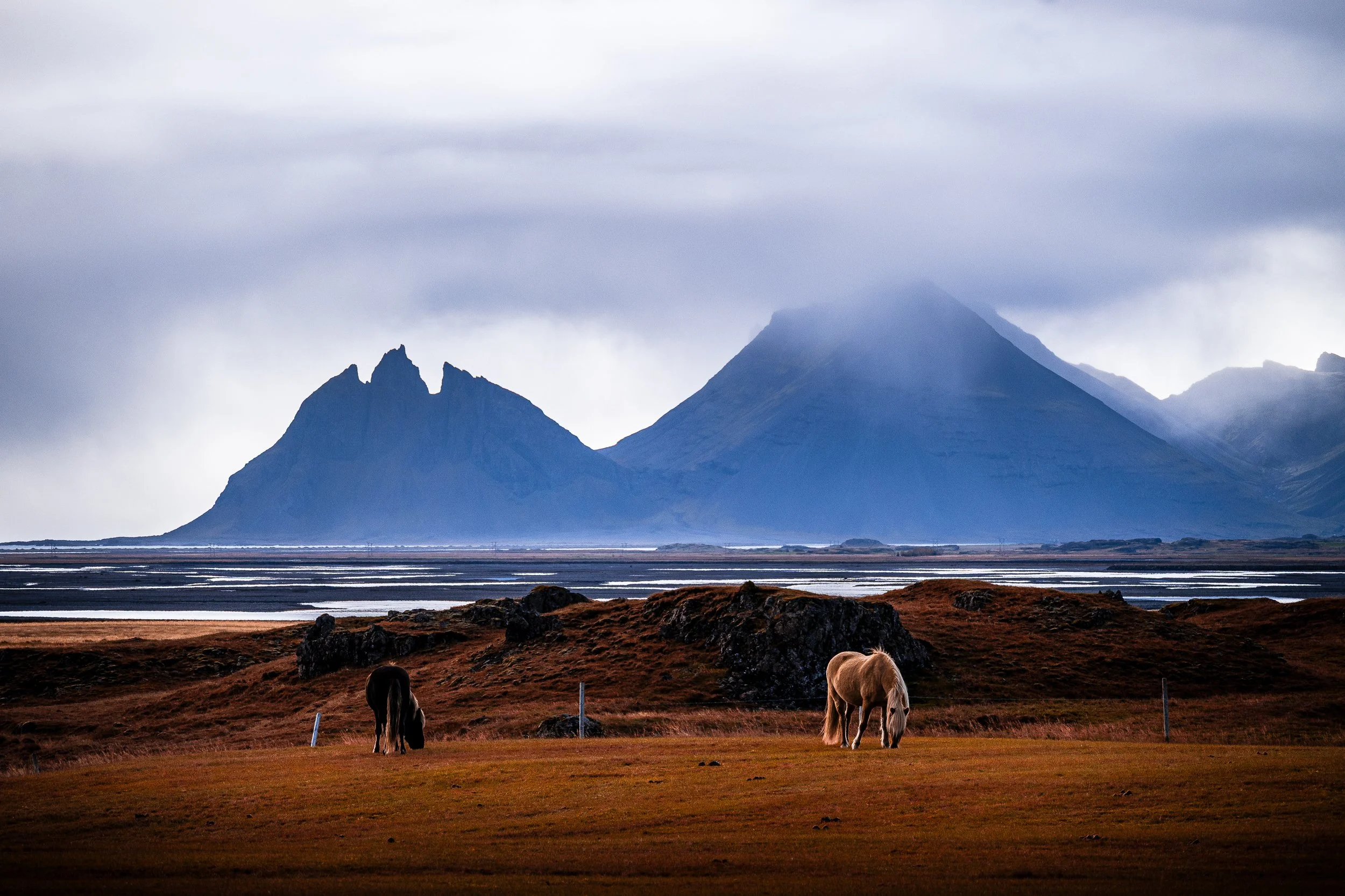 Icelandic horses grazing in a field beneath dramatic, cloud-covered mountains and tidal flats