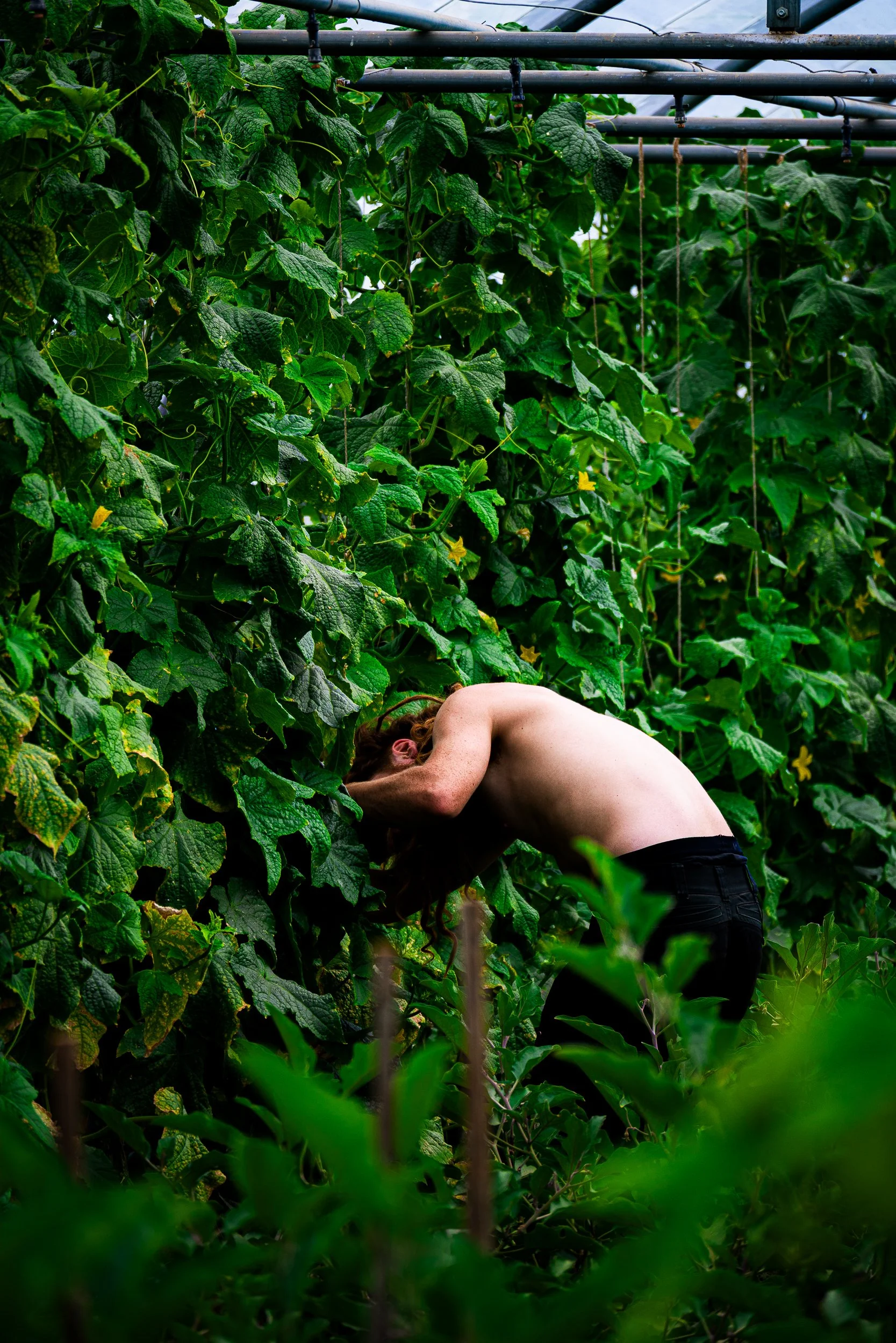 Person tending cucumber vines beneath overhead irrigation pipes in a greenhouse
