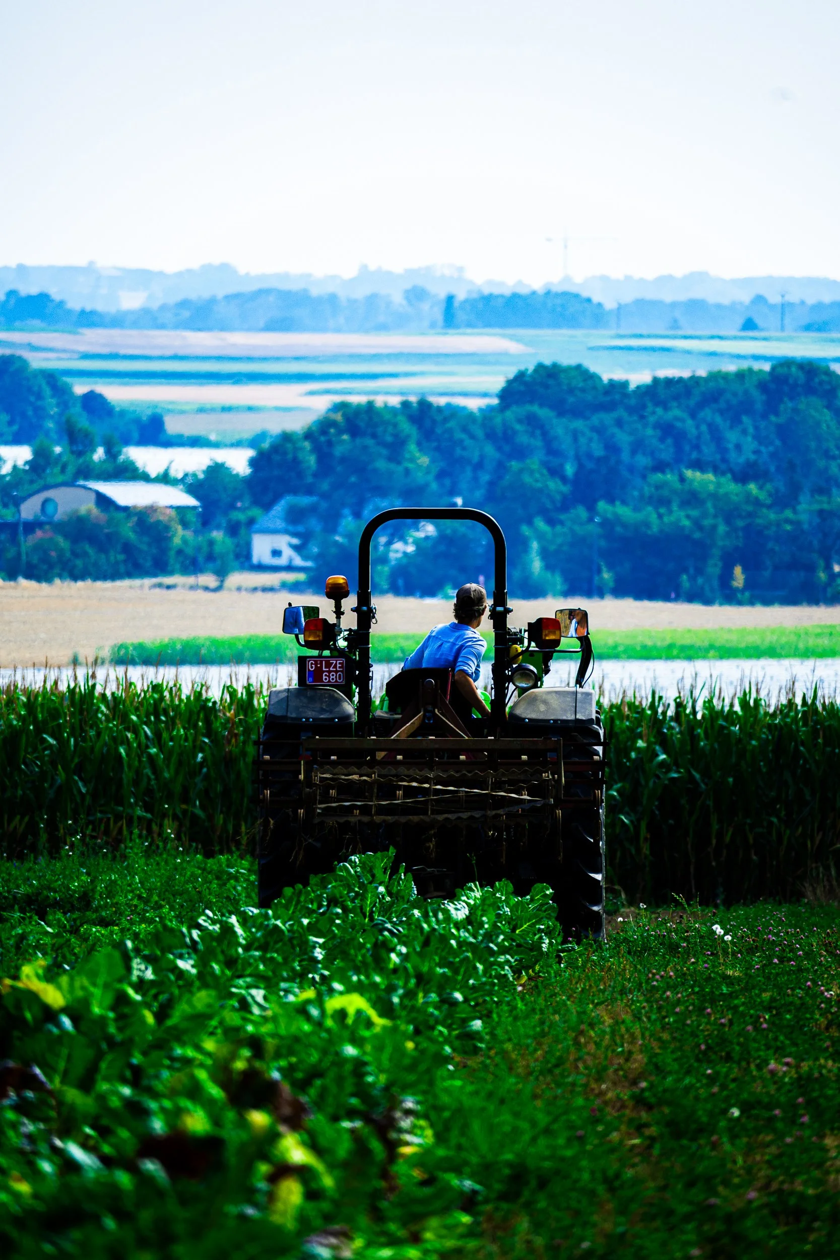 Farmer driving a tractor through a lush green cornfield with farmland and trees in the background