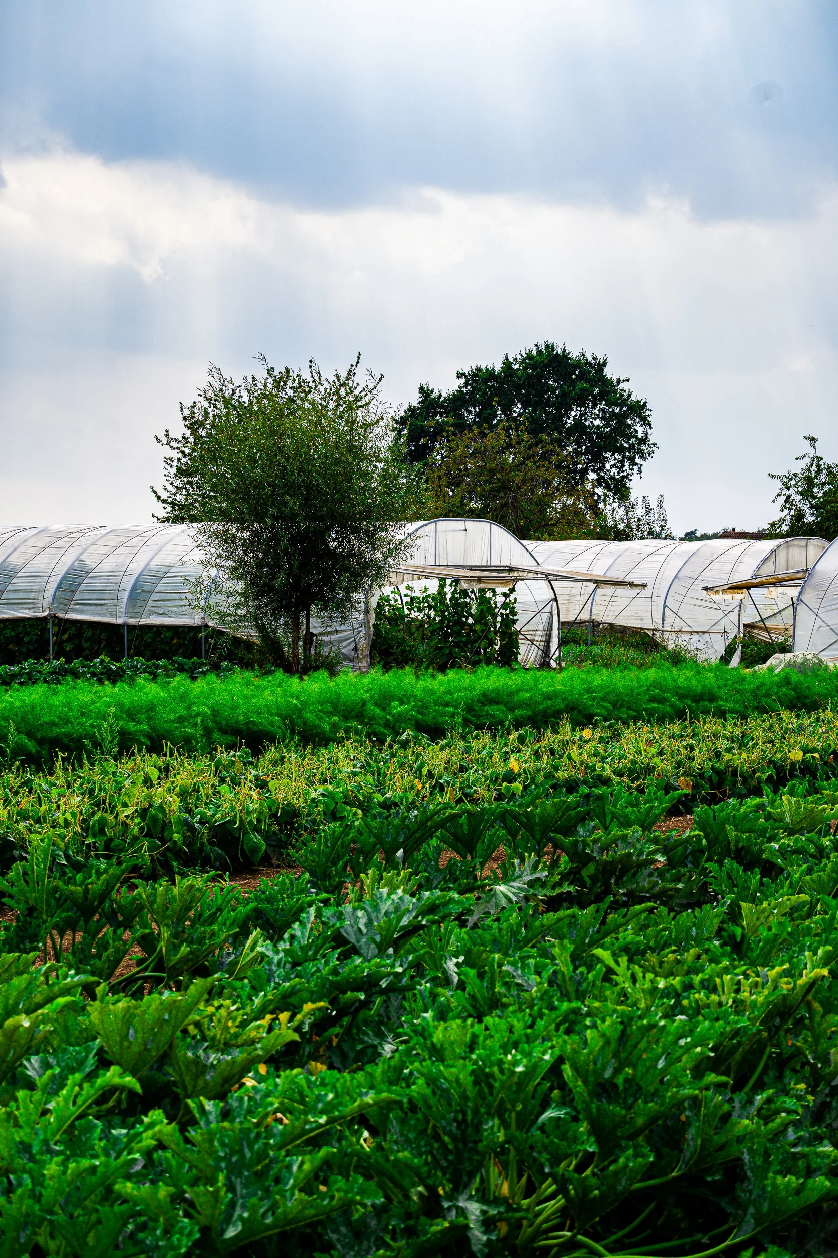 Lush vegetable field with rows of plastic-covered greenhouse tunnels beneath a cloudy sky