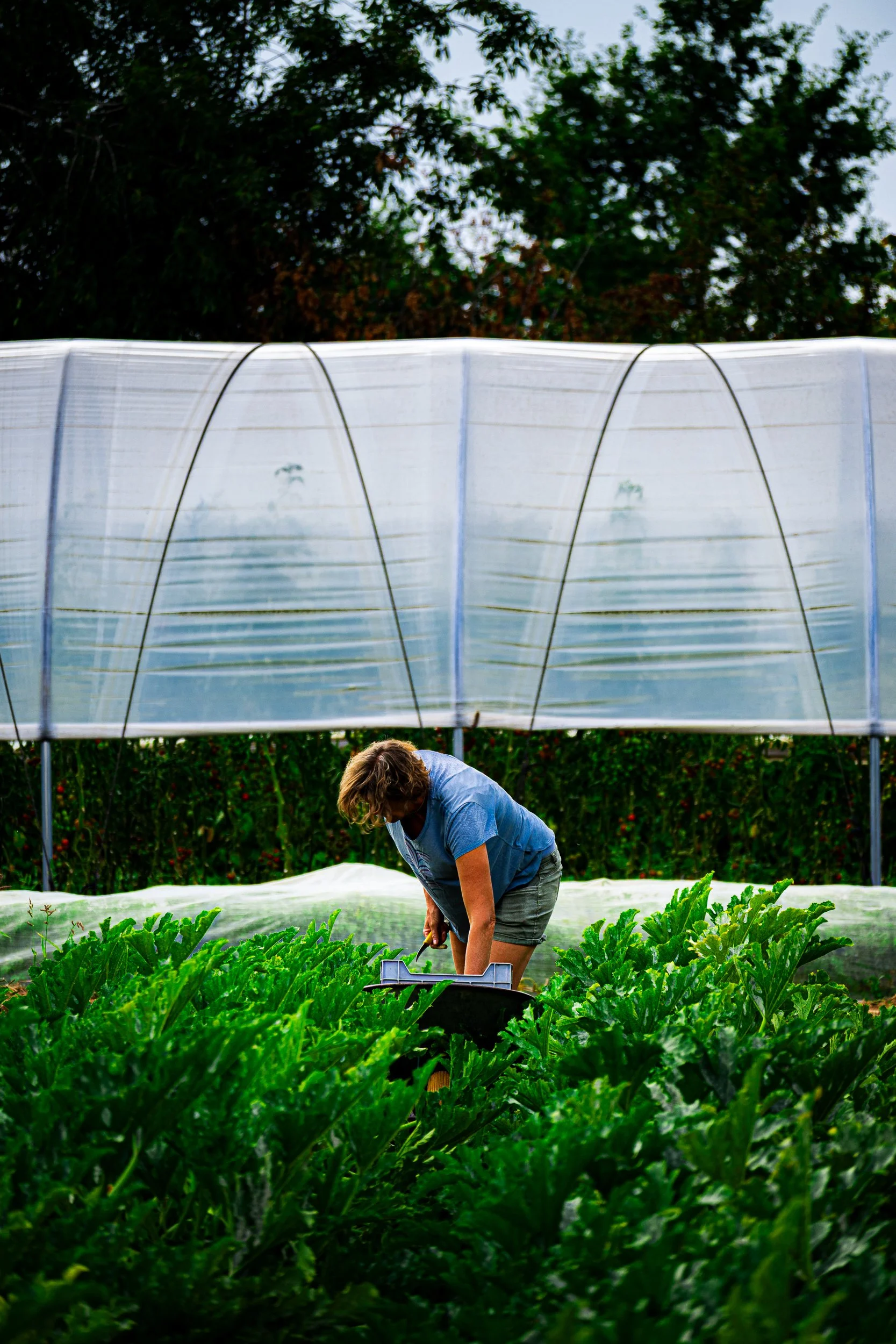Farmer harvesting leafy green vegetables in a hoop-house garden