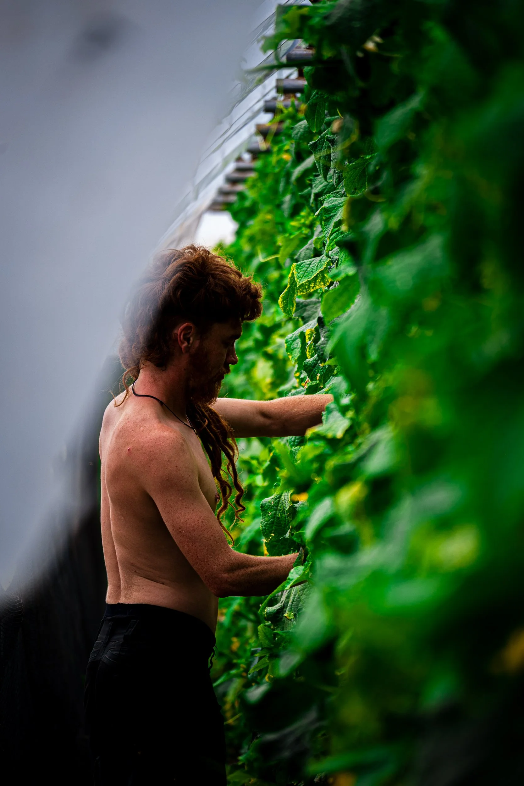 Bearded man tending lush green plants in a vertical indoor garden