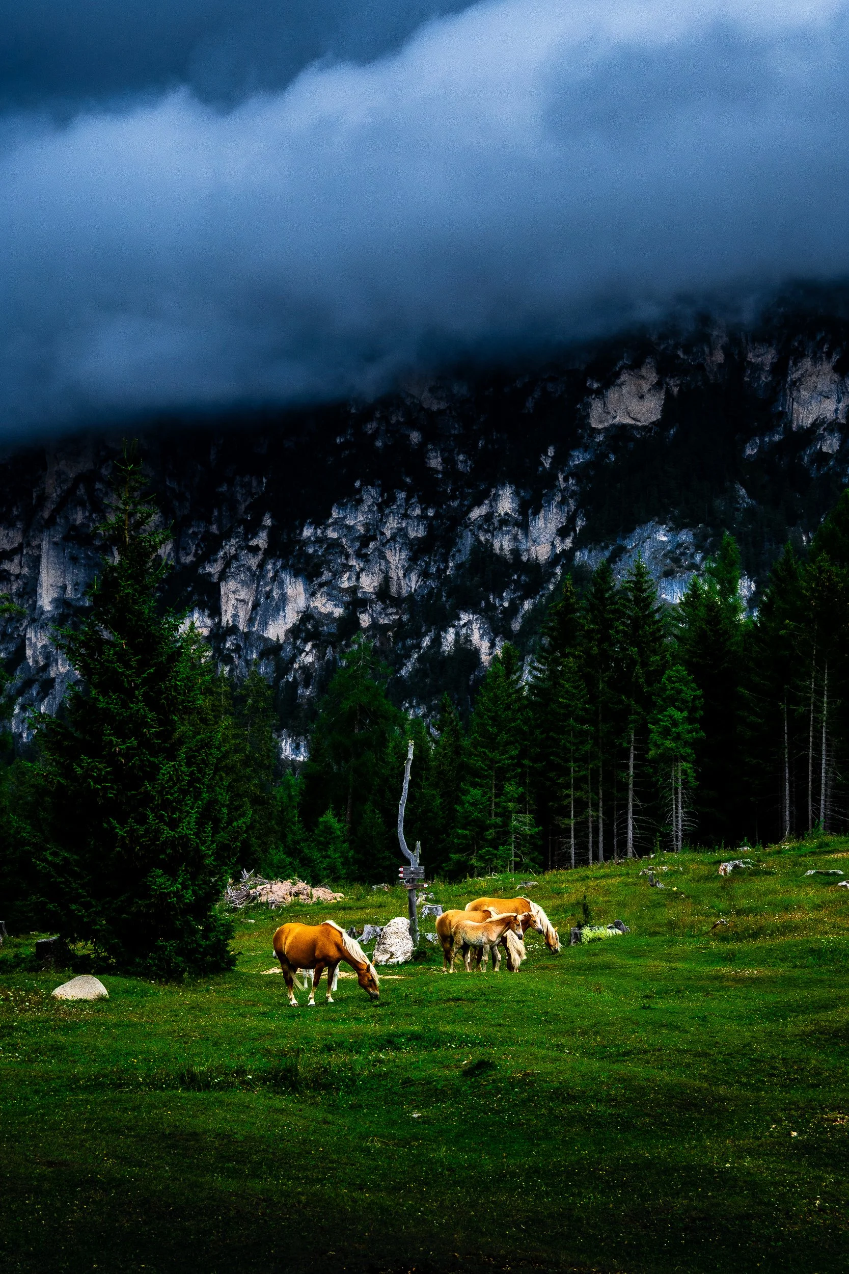 Horses grazing in a green alpine meadow beneath a fog-covered rocky mountain and dark evergreen forest