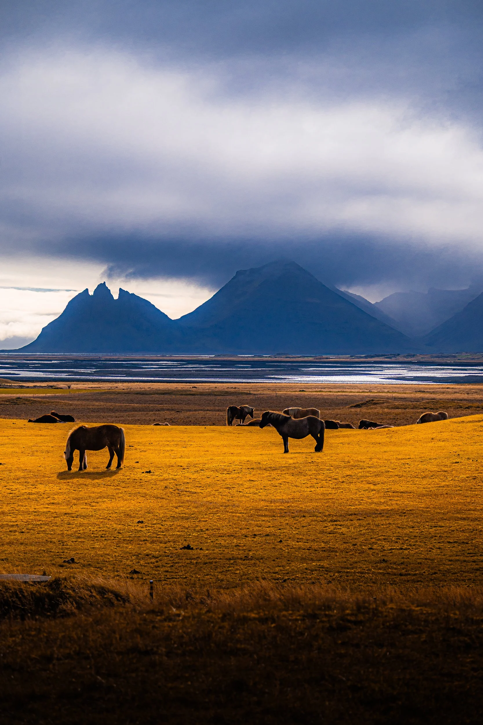 Icelandic horses grazing in a golden field beside a reflective lagoon beneath dramatic mountain peaks and storm clouds