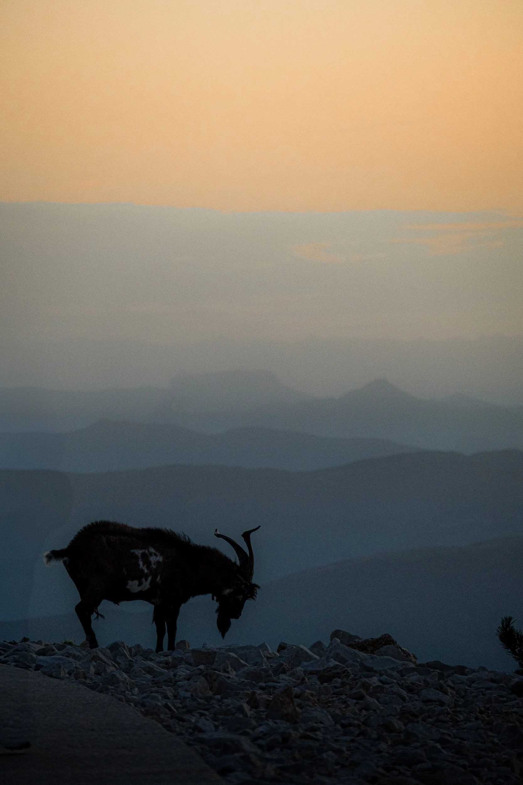 Silhouetted shaggy mountain goat with curved horns standing on rocky terrain at sunset