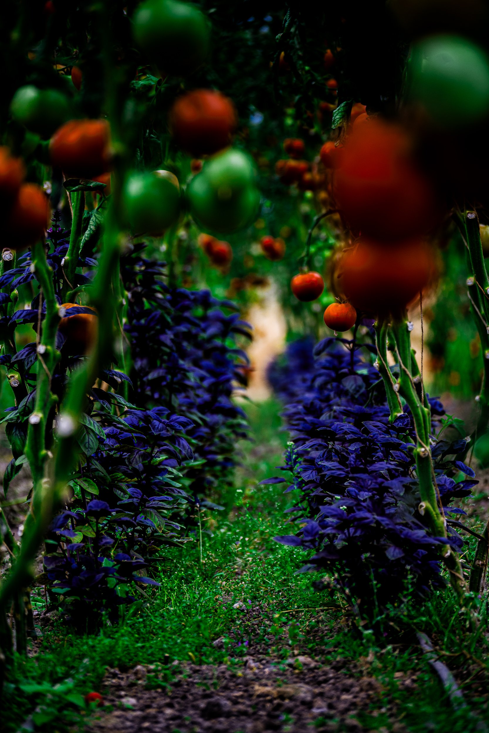 Tomato plants with green and red tomatoes growing along a garden path