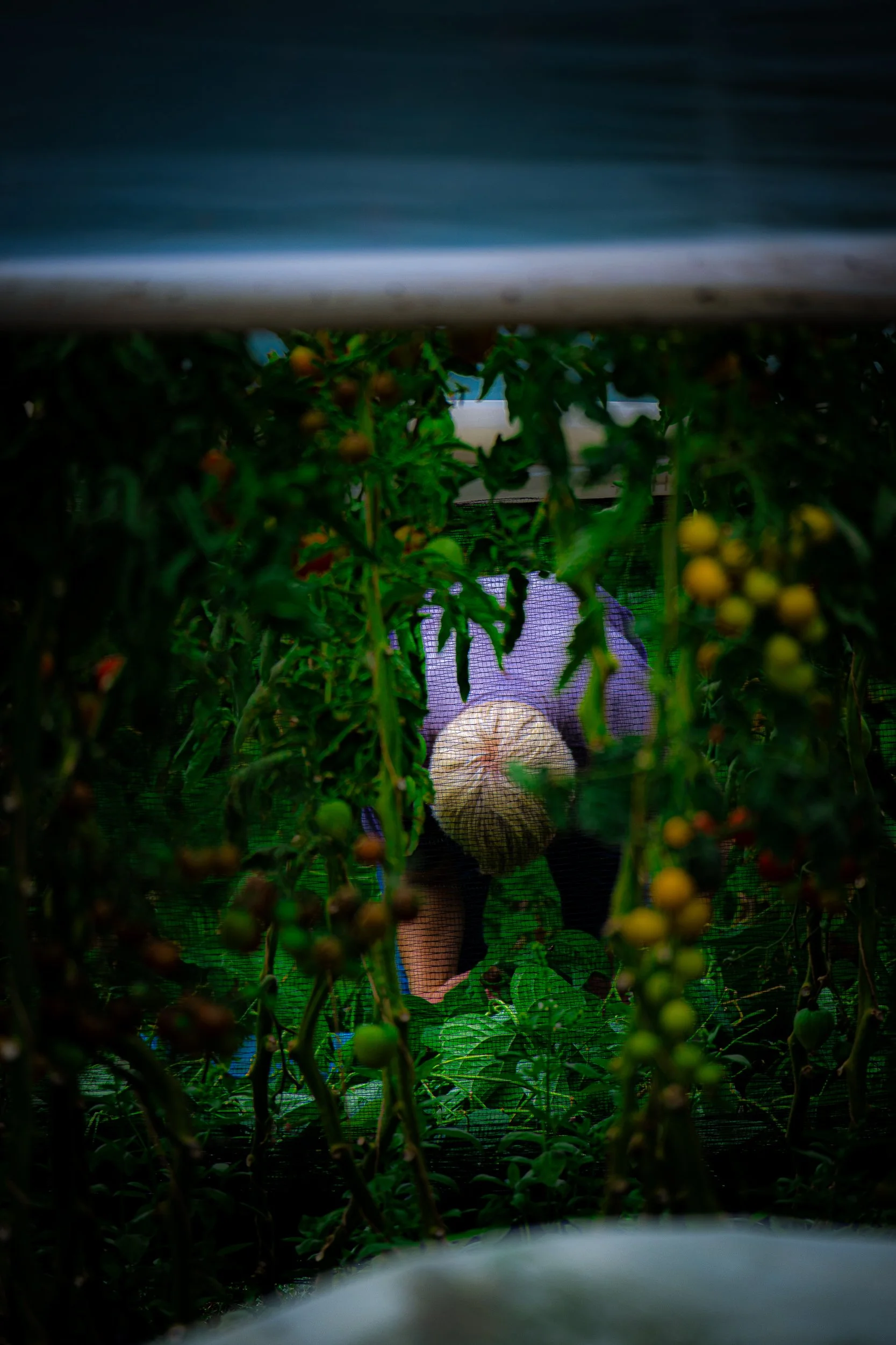 Person tending tomato plants inside a netted greenhouse