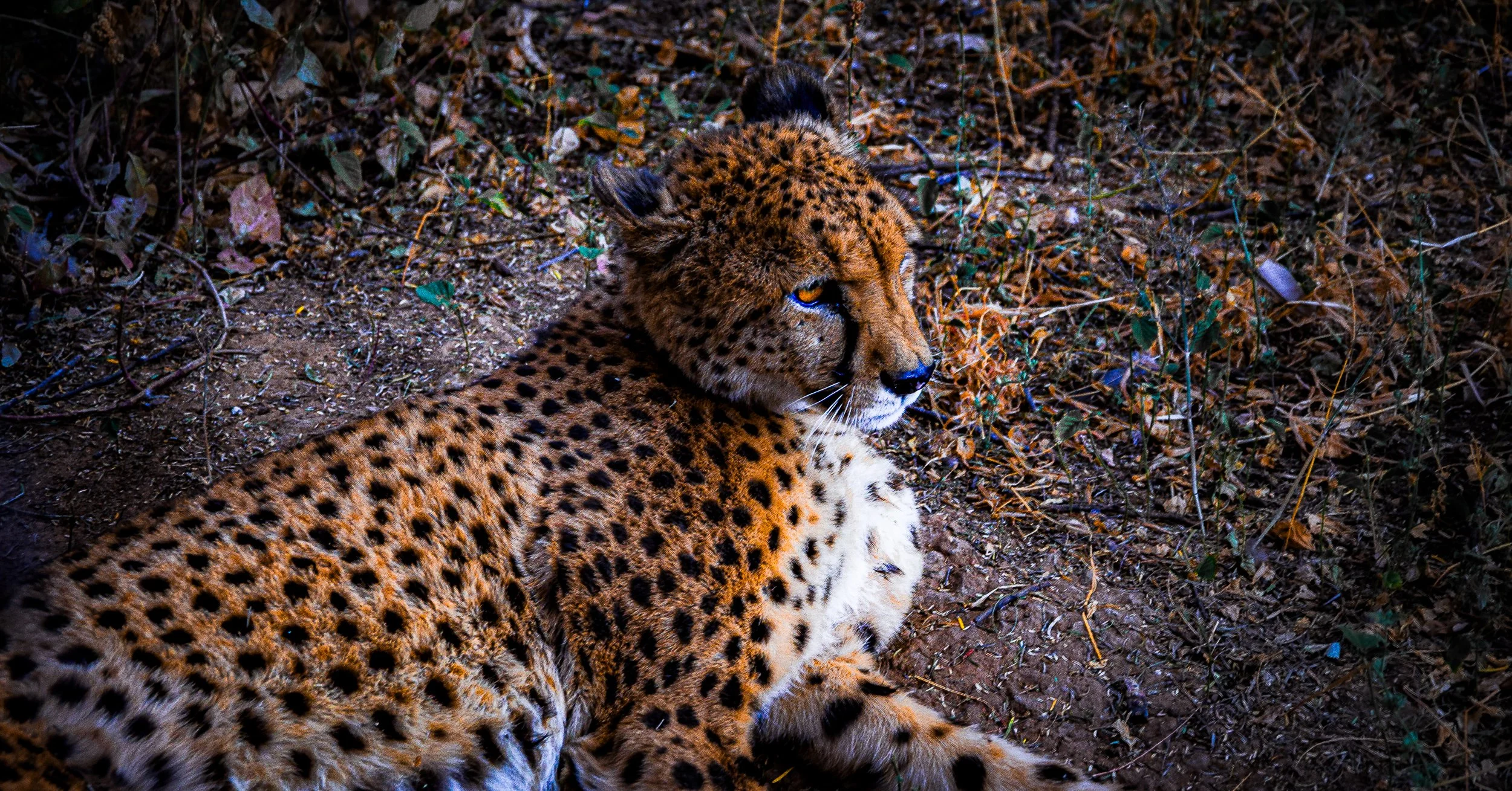 Close-up of a spotted cheetah resting on the ground in dry vegetation