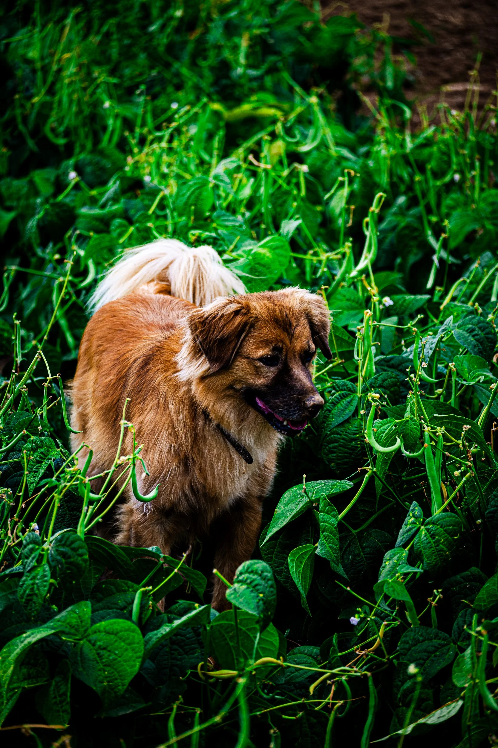 Fluffy brown puppy standing among dense green bean plants.