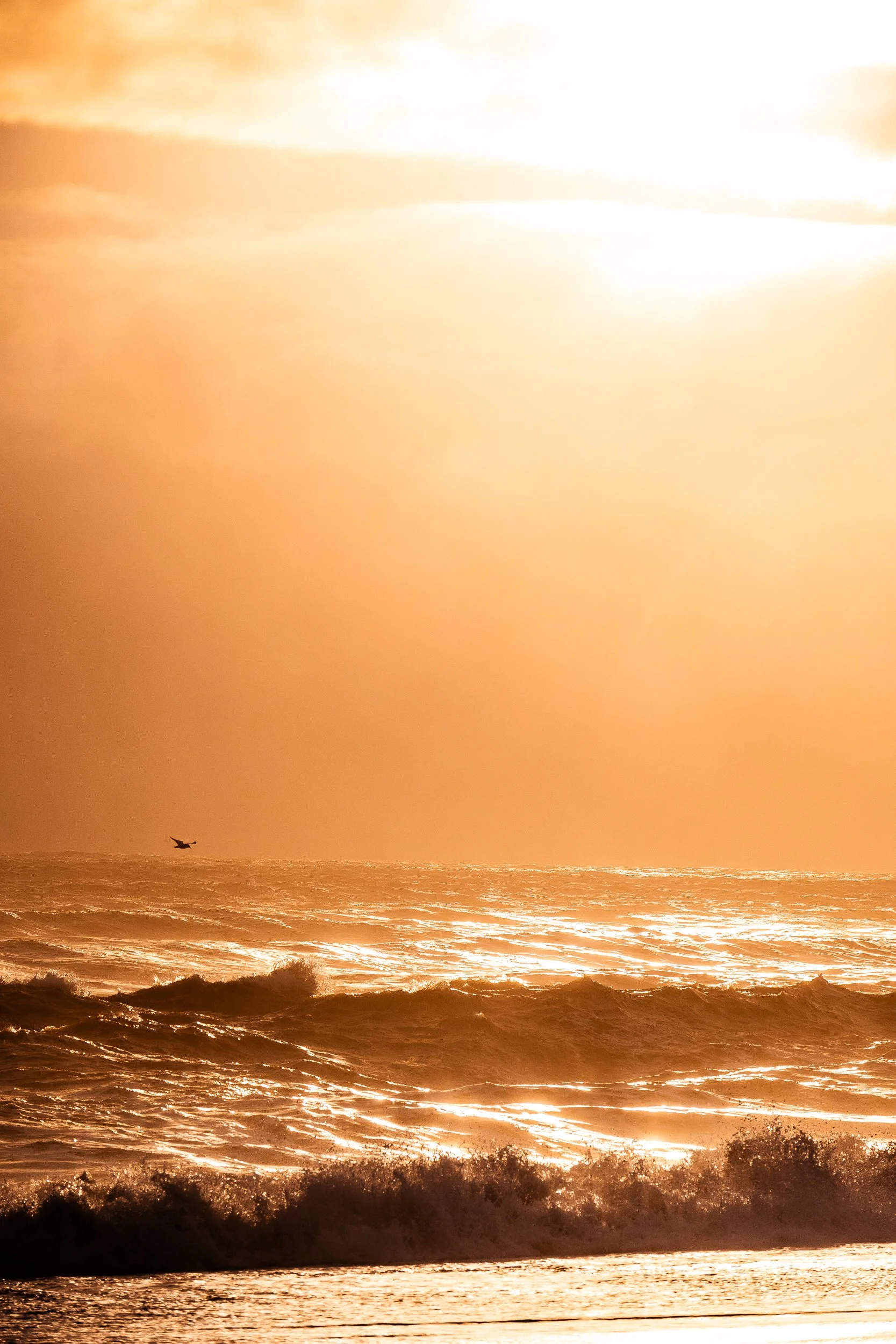 Golden sunset over ocean waves with a silhouetted seabird flying above the water