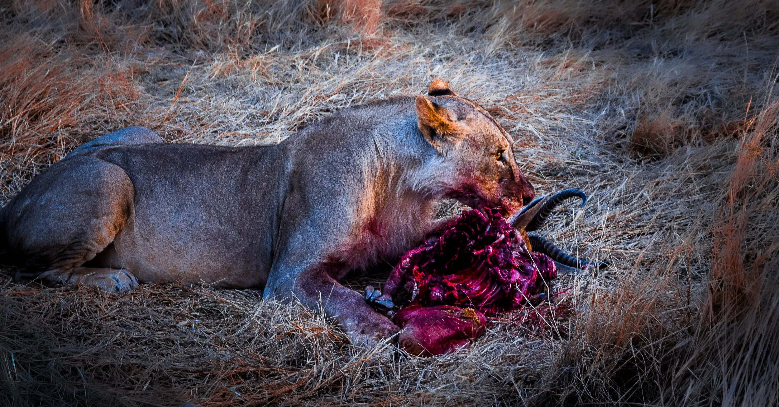 African wild dog feeding on a carcass in dry grass
