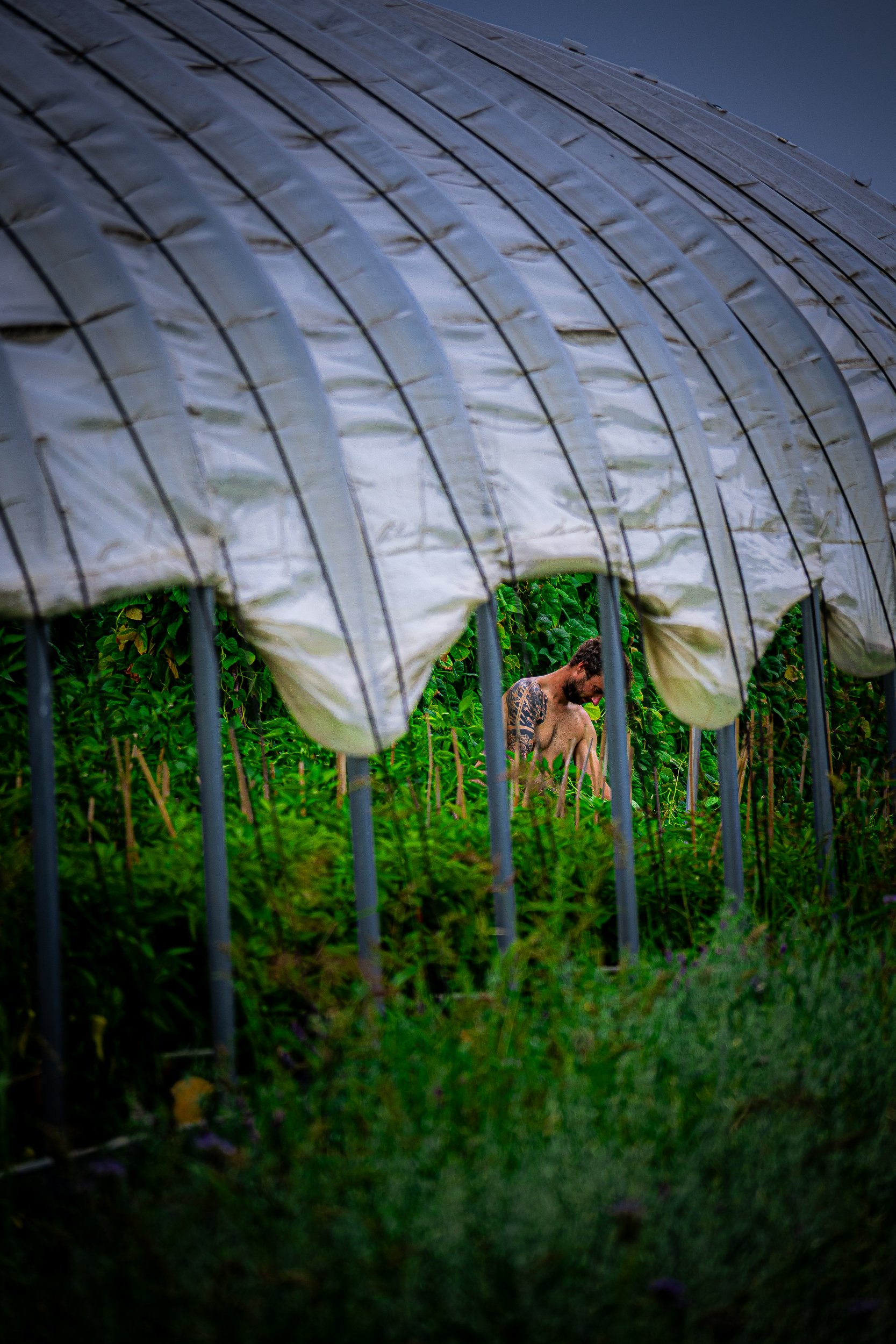 Shirtless tattooed farmer tending leafy crops inside a plastic-covered greenhouse.